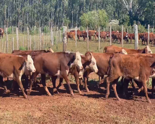 Lote 90 Vaquillonas en Corrientes, Virasoro