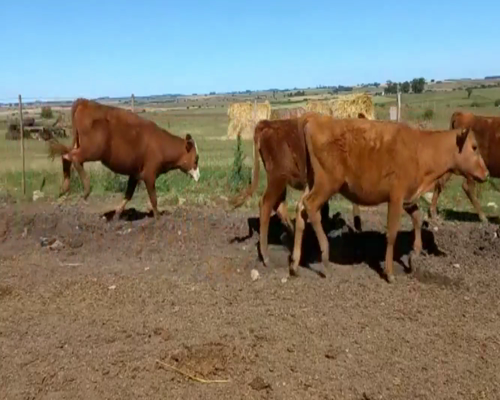 Lote Terneras