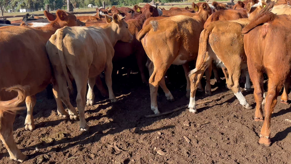 Lote 82 Vaquilla Engorda en Parral, VII  Región Maule