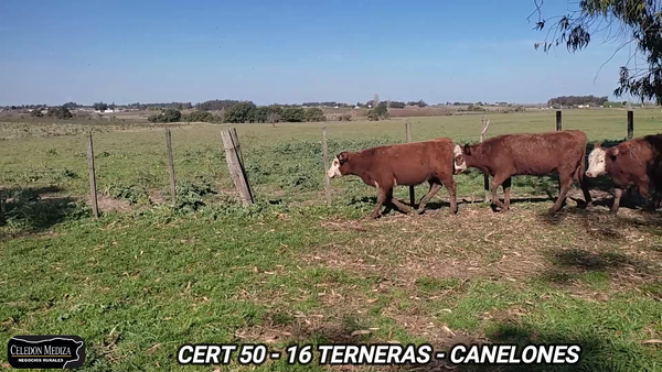 Lote 16 Terneras en Canelón Chico, Canelones