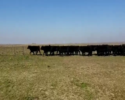Lote 58 Vaquillonas en Coronel Pringles, Buenos Aires