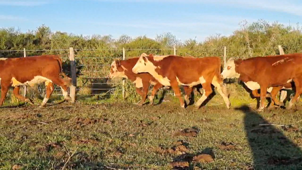 Lote 60 Novillitos