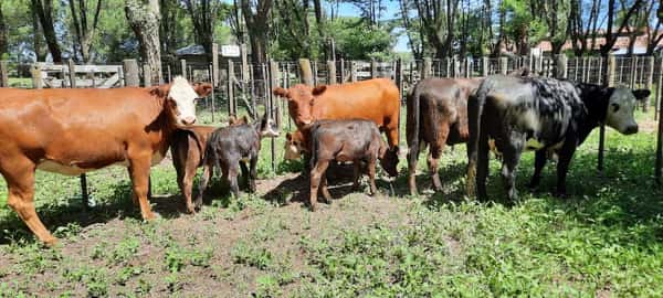 Lote 8 Vacas nuevas en Gral. Lamadrid, Buenos Aires
