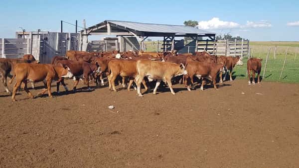 Lote 75 Terneros en Esquina, Corrientes