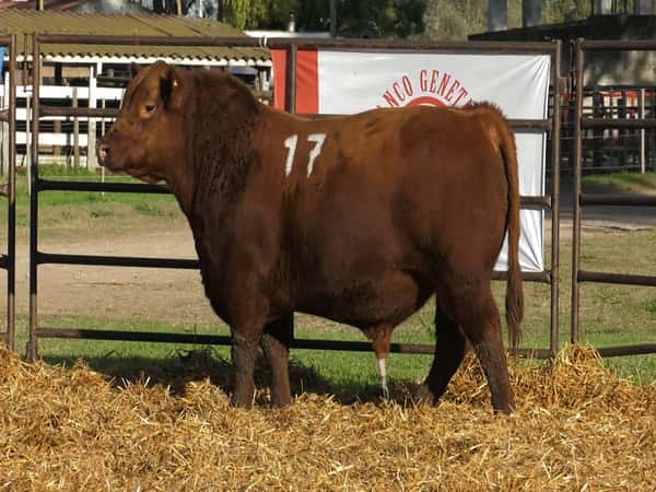 Imagen 1 del Lote Lote TOROS ANGUS COLORADOS PC