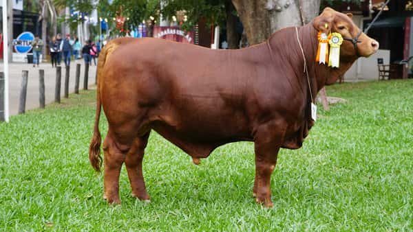 Lote Brangus a Bozal Expo 2022 RP 2861- Lote 14