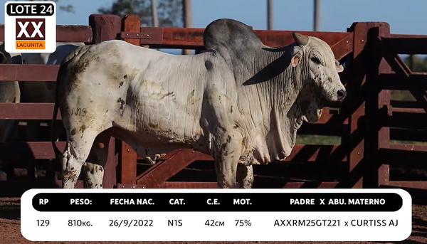 Lote LOTE 24