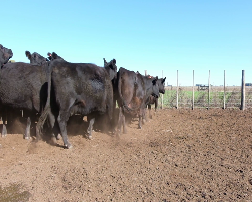 Lote Vacas CGP de 3ra paricion, Madres Angus Seleccionadas., en Olavarria, PBA.-