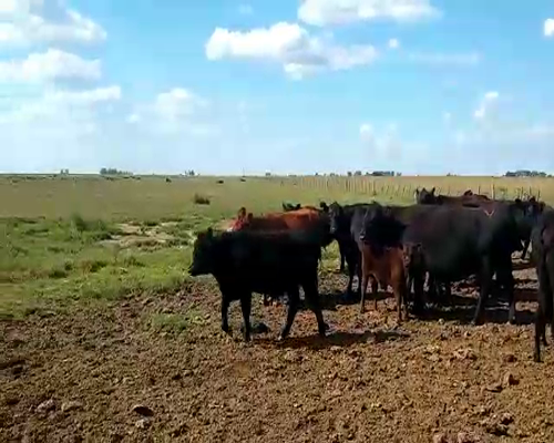 Lote Terneros/as en Pehuajó, Buenos Aires