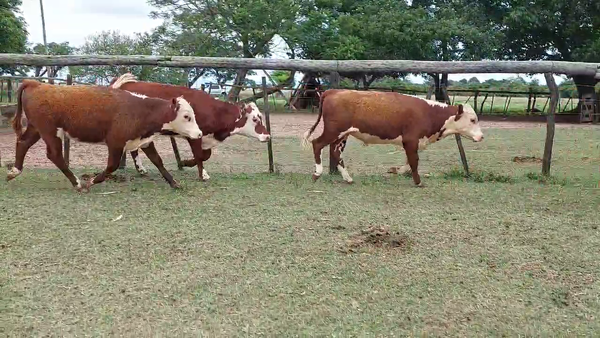 Lote 43 Terneros/as