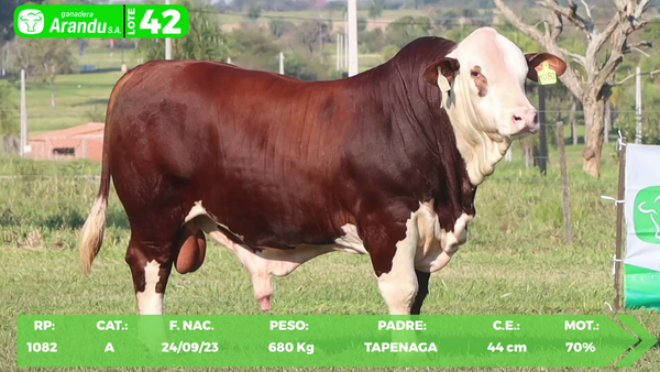 Lote LOTE 42