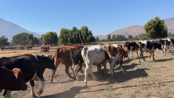 Lote 30 Novillo Gordo en Paine, Región Metropolitana