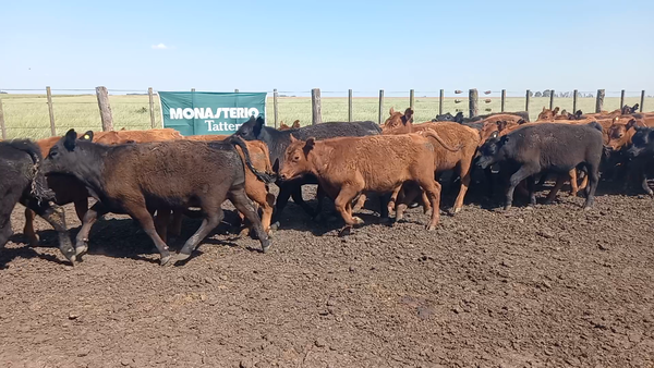 Lote 54 Terneros en Benito Juárez