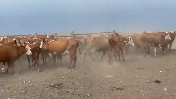 Lote 116 Vacas de invernar en Concordia, Entre Ríos