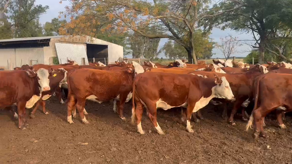 Lote 72 Vacas nuevas Preñadas en Santa Fe, San Cristóbal