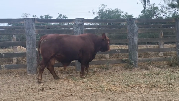 Lote TORO - BRANGUS ROJO