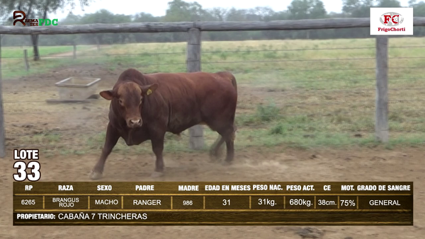 Lote TORO - BRANGUS ROJO