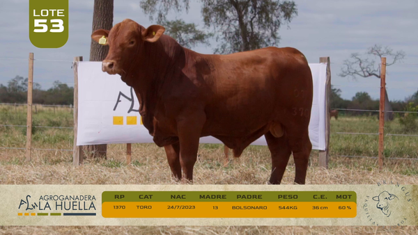 Lote LOTE 53