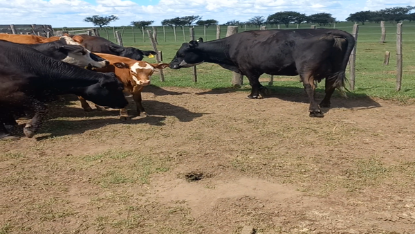 Lote 23 Vacas medio uso C/ cria en La Maruja, La Pampa