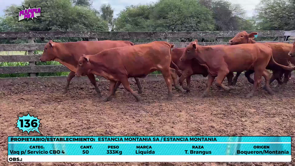 Lote LOTE 136