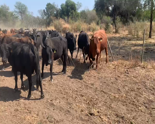 Lote 52 Vacas de invernar en Chaco, Juan José Castelli