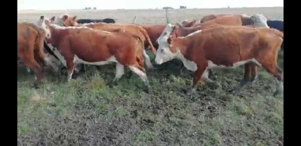 Lote 31 Vacas de invernar en Villaguay, Entre Ríos