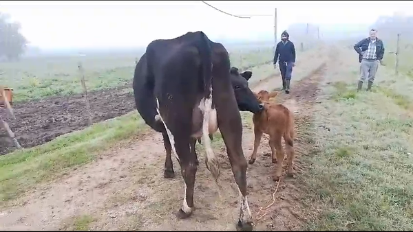 Lote 10 Terneros Yersey a remate en Pantalla Camy  en Mundo Azul