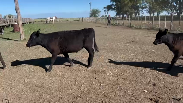 Lote 60 Terneros/as en Azul