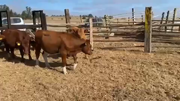 Lote 27 Novillo Engorda en Cartagena, V  Región Valparaíso