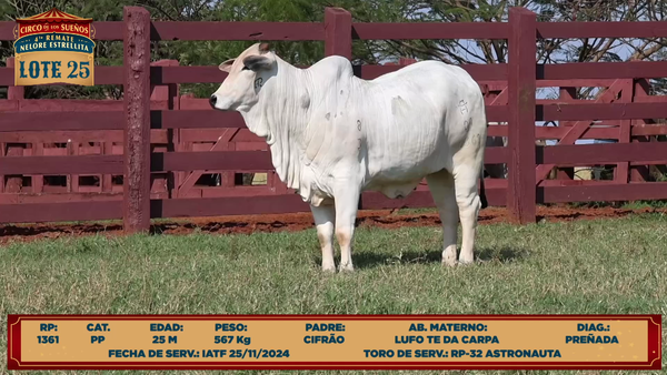 Lote LOTE 25