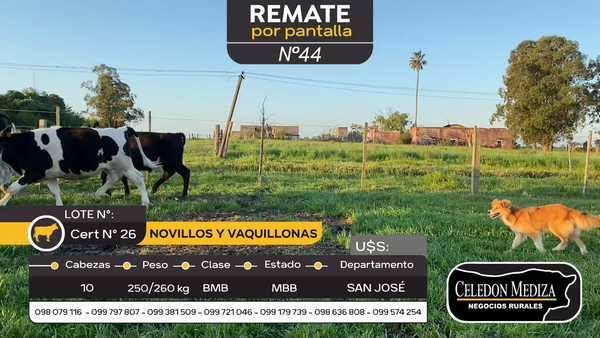 Lote 10 Novillos y vaquillonas 1 a 2 años en San José