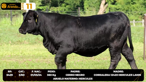 Lote LOTE 11
