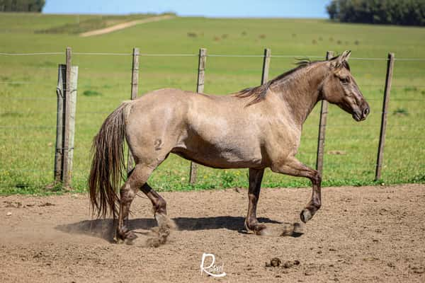 Lote Chalchalera. Luna Cautiva.