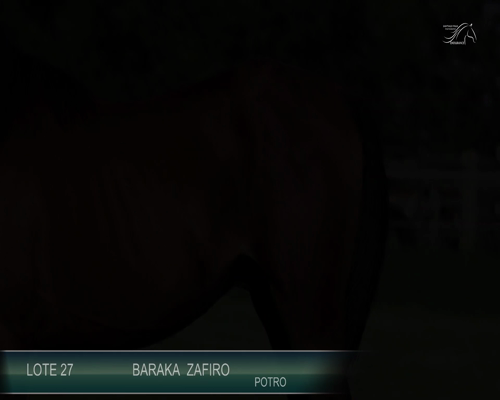Lote BARAKA ZAFIRO