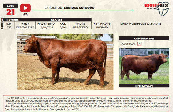 Lote LOTE 21