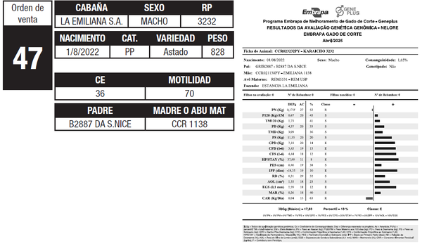 Lote LOTE 47