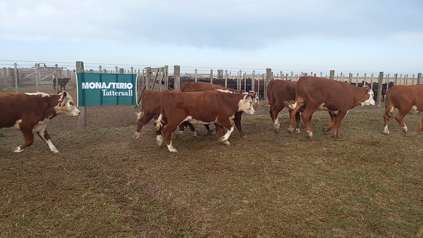 Lote 53 Novillitos en Tres Arroyos