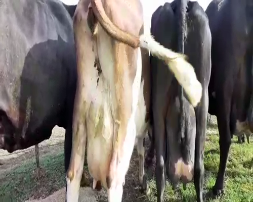 Lote Vacas en produccion Hornero Chico 1
