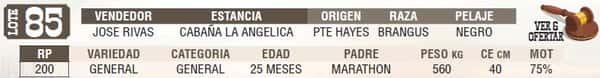 Lote LOTE 85 - EN VIVO