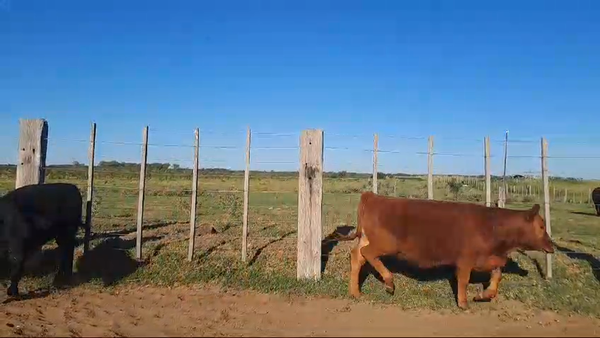 Lote 77 Terneros/as