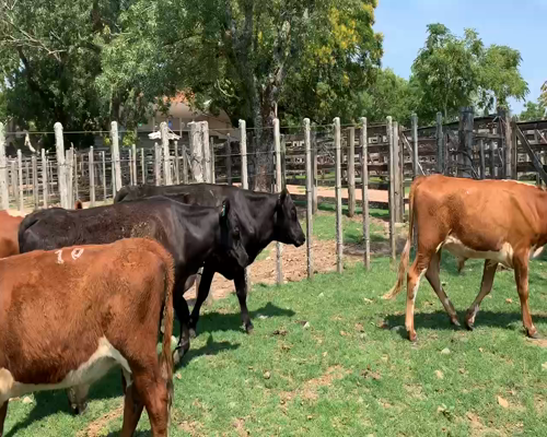 Lote 22 Novillos 1 a 2 años en Melo, Cerro Largo