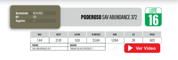 Lote Toros Angus a remate en Cabaña La Poderosa, Florida