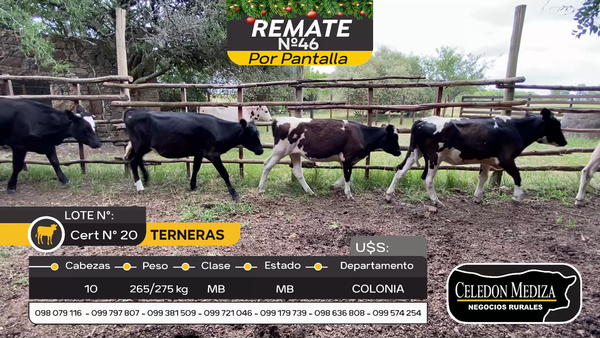 Lote 10 Terneras en Otra Localidad, Colonia