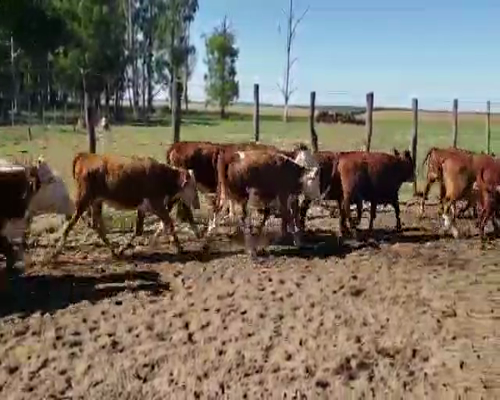 Lote 115 Vaquillonas P/ entorar en San Roque, Corrientes