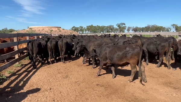 Lote 145 Novillitos en J.J. Castelli, Chaco