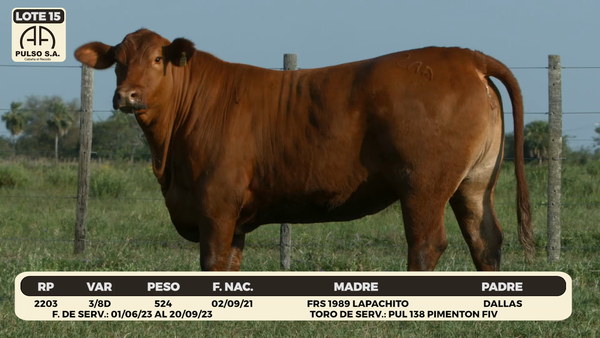 Lote LOTE 15