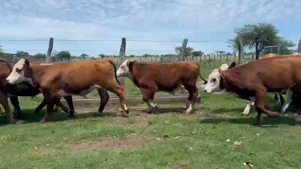 Lote 19 Terneros