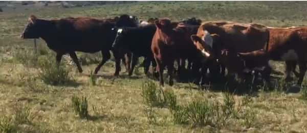 Lote 26 Vacas preñadas en Parallé, Rocha