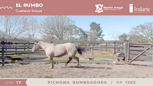 Lote PICHONA RUMBEADORA