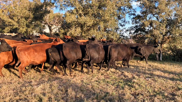 Lote 41 Vacas medio uso C/ gtia de preñez en Entre Ríos, Concepción del Uruguay